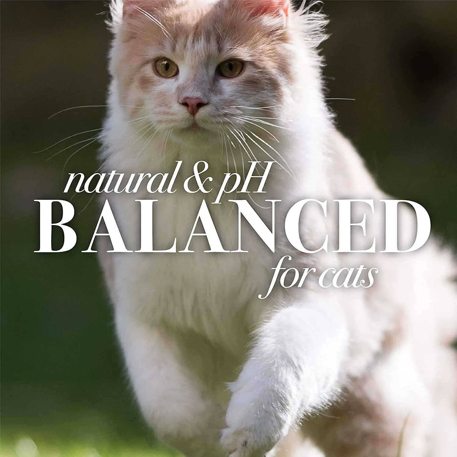 Burt's Bees for Cats Dander Reducing Wipes - Kitten and Cat Wipes for Grooming - Burts Bees Cat Dander Wipes, Cat Grooming Wipes, Pet Wipes Cats, Cat Cleaning Wipes, Natural Cat Wipes, Cat Fur Wipes
