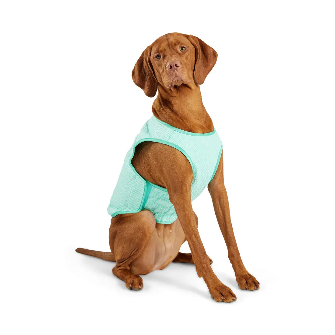 Dog Cooling Vest