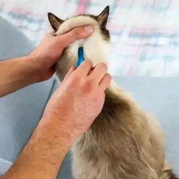 FRONTLINE® SPOT-ON Flea & Tick Treatment for Cats