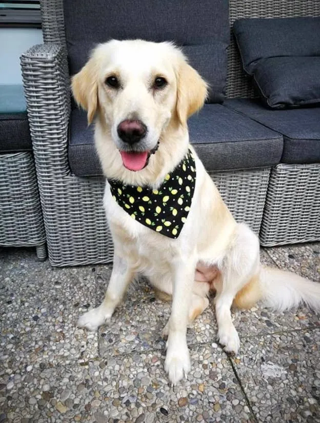Humphrey - Eco-Friendly Snap on Bandana - Made in the USA