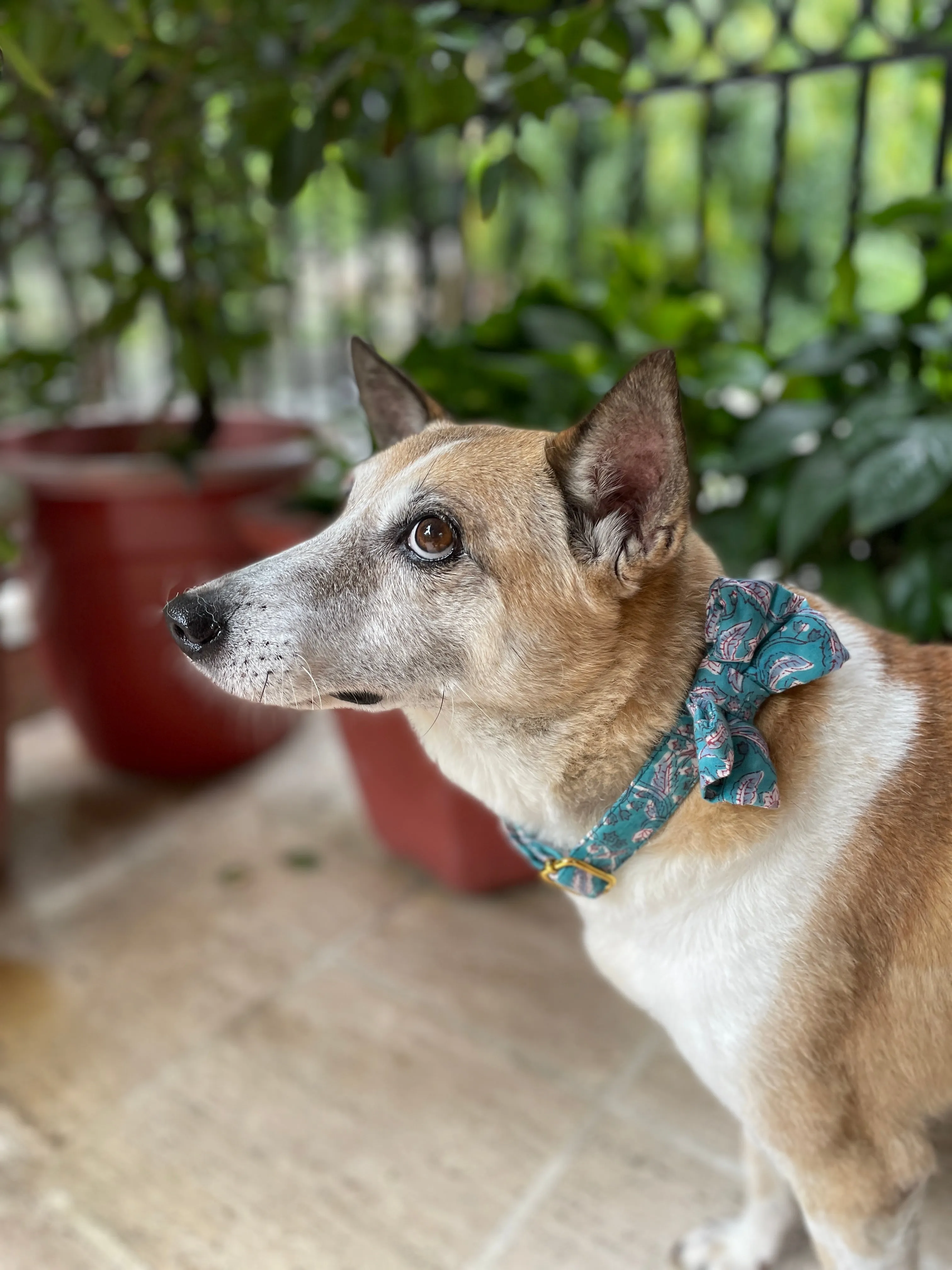 Puppy Love Valentine's Day Combo (Bow Collar, Bandana)