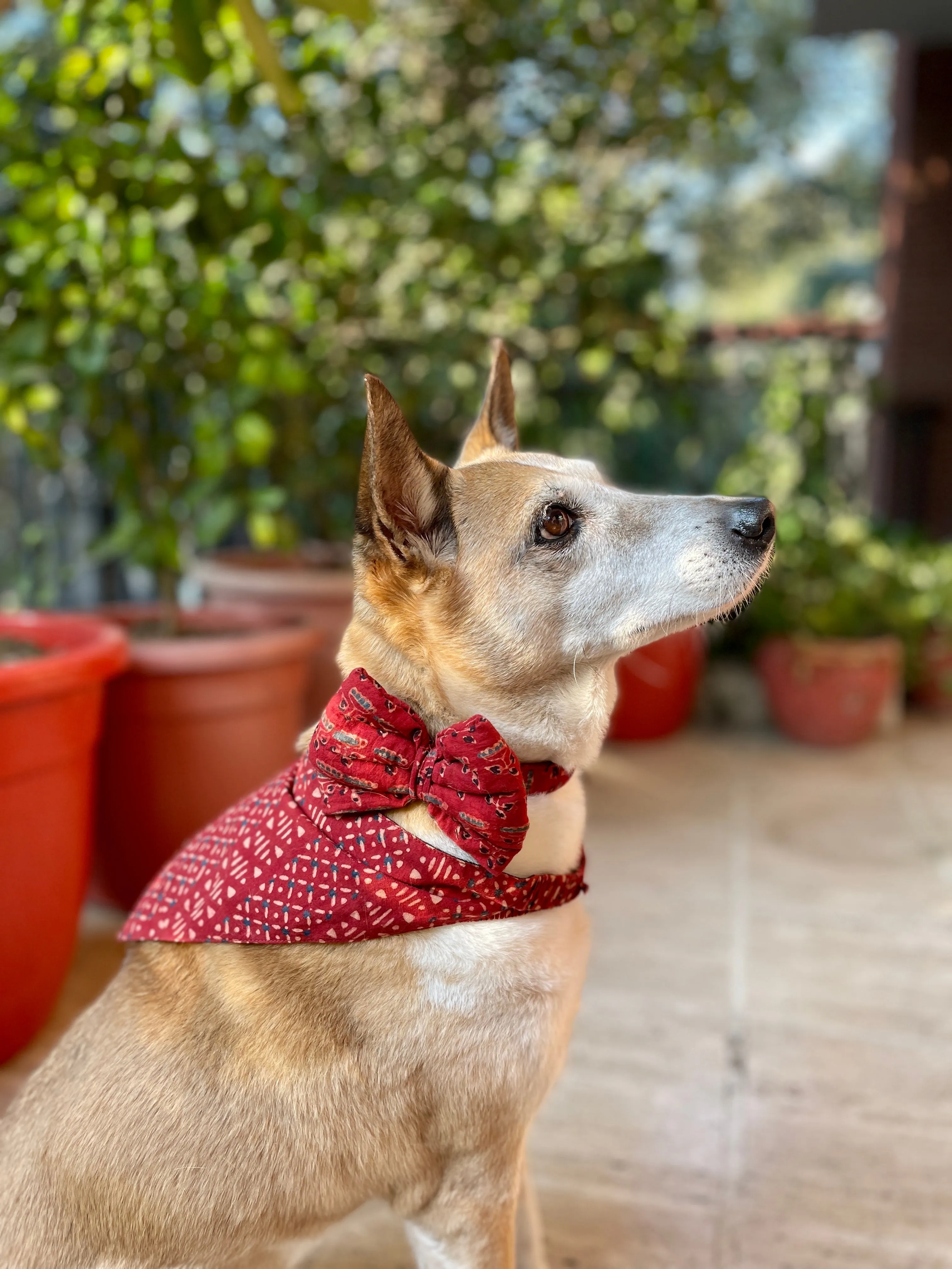Puppy Love Valentine's Day Combo (Bow Collar, Bandana)