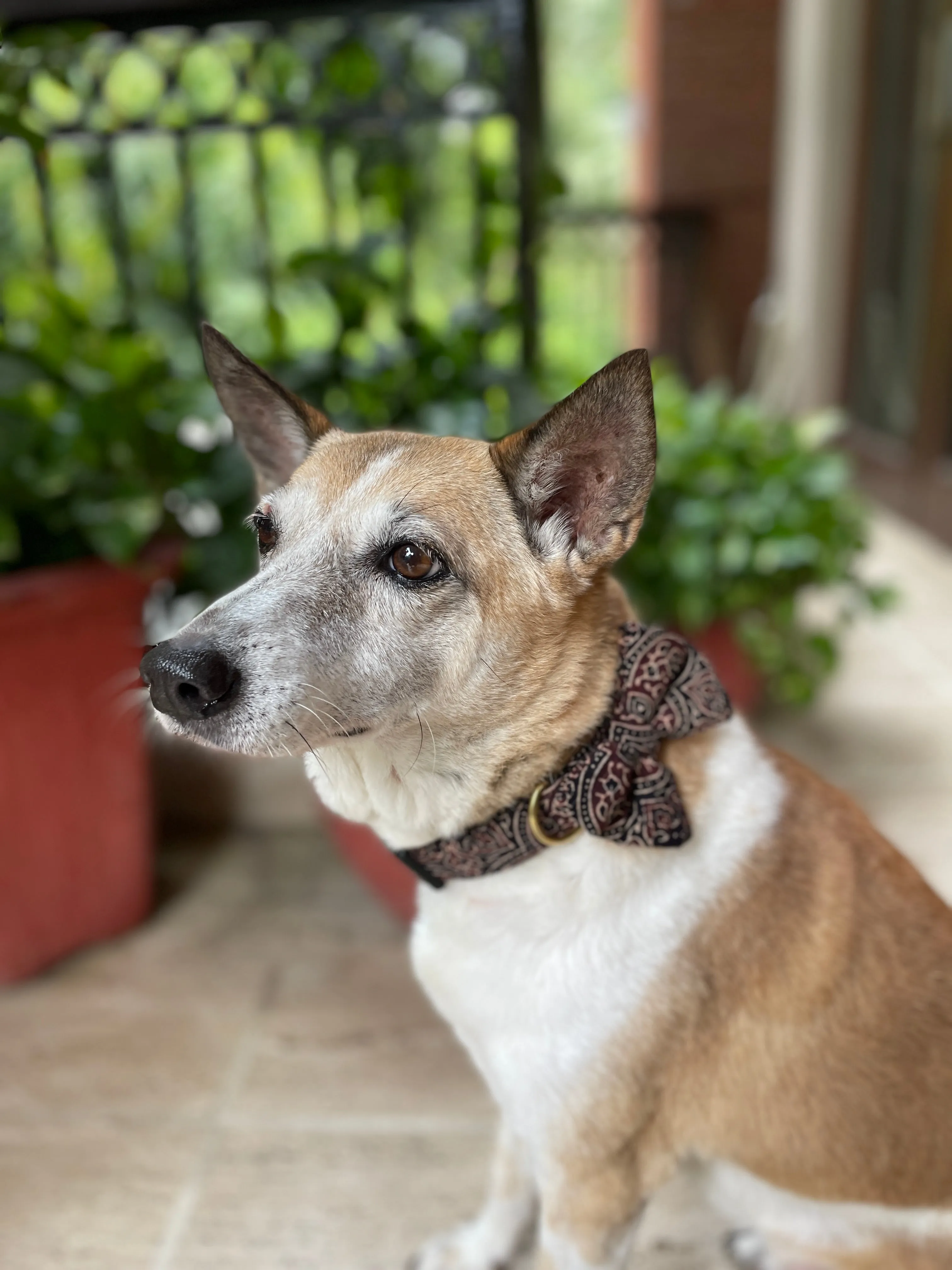 Puppy Love Valentine's Day Combo (Bow Collar, Bandana)