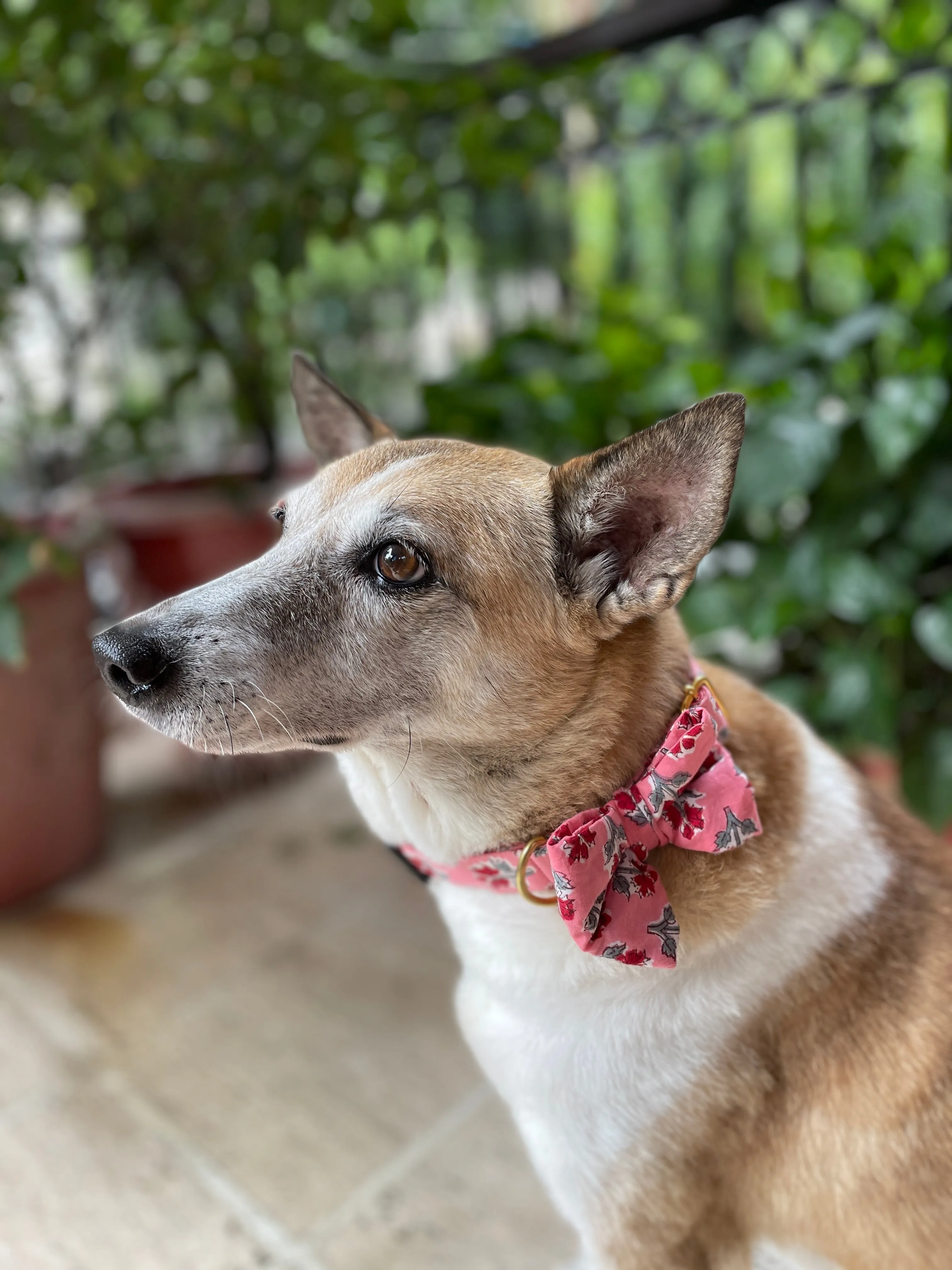 Puppy Love Valentine's Day Combo (Bow Collar, Bandana)