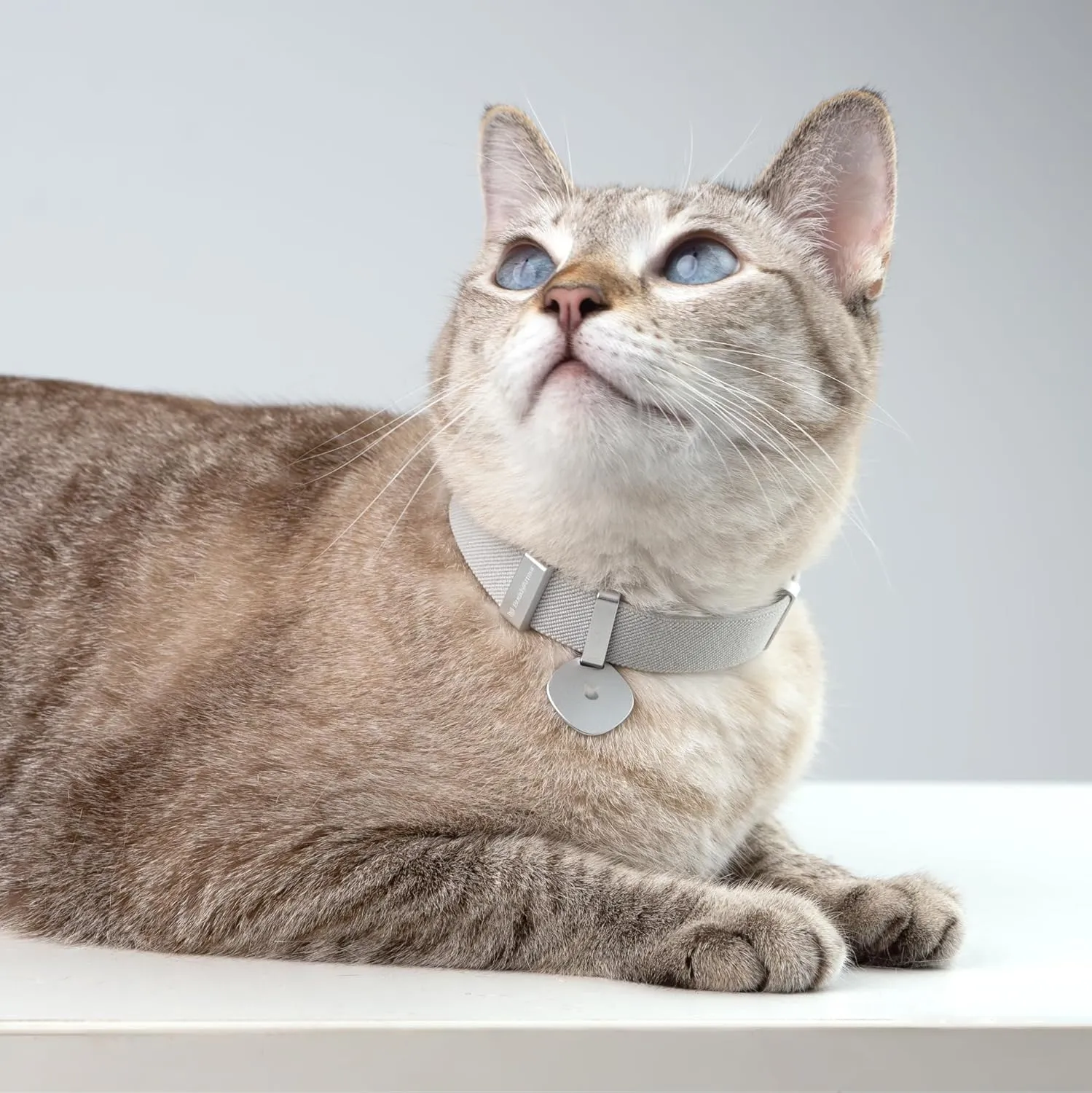 Safety Cat Collar Pro and Tag Set - U.S. IDA Gold Award, Elastic Release Cat Collar Charm Tag, Non Breakaway Cat Collar Adjustable with Charm for Kitten Small Large Cats (Alpine Green, S)