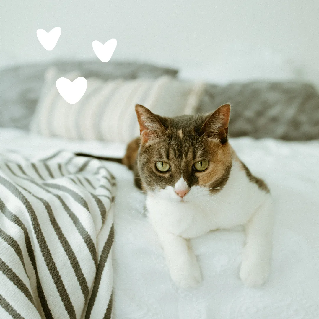 Sensitive Skin Duo for Cats